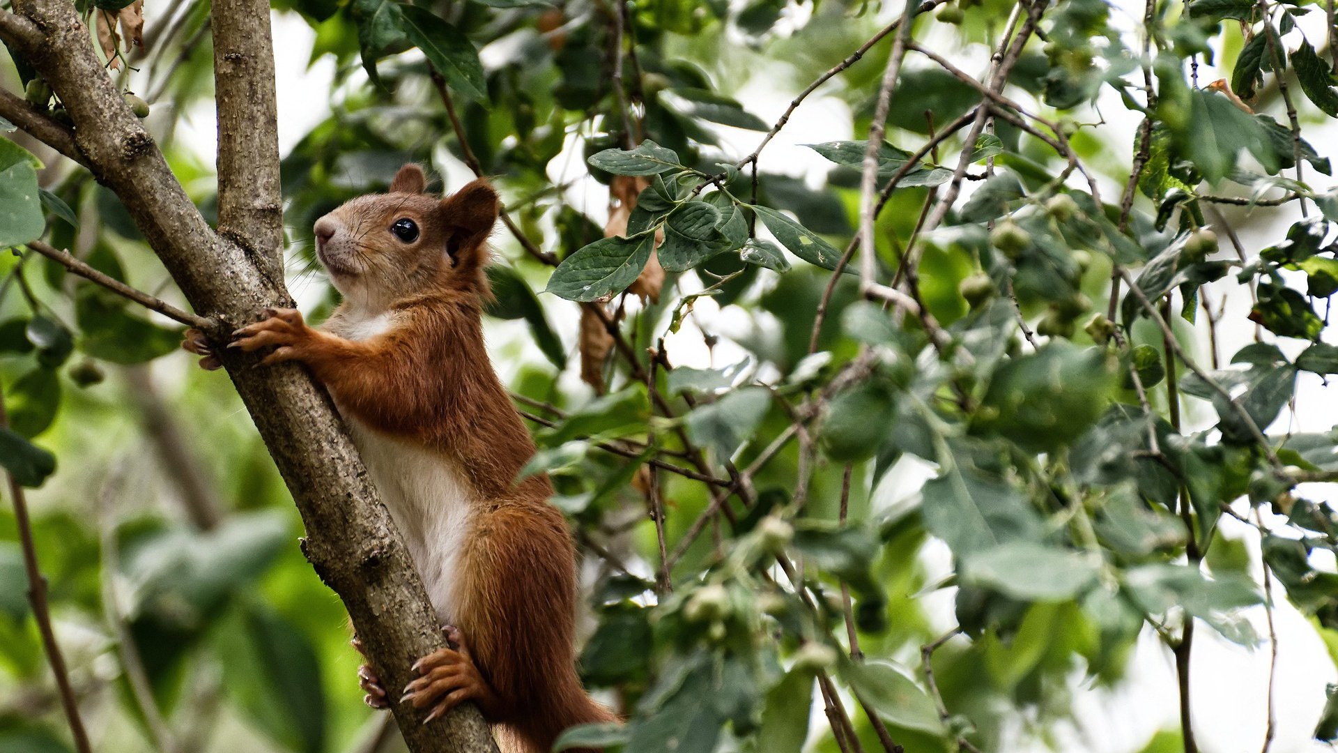 _世界水球锦标赛：激烈角逐展现团队合作_，世界水球最新排名
