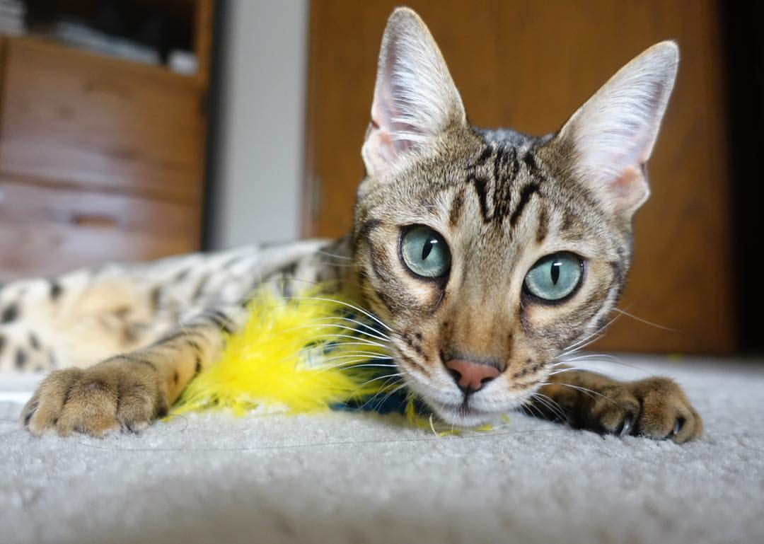 乐鱼体育平台app下载-“中国女足在国际比赛中继续创造佳绩，逐步迈向世界舞台”，中国女足出线渺茫