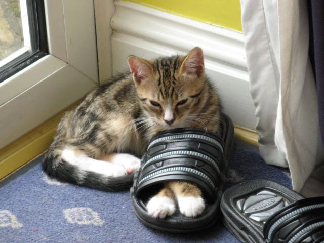 全国青少年“科技赋能”青训系统在南京全面铺开,开启数字化青训新时代