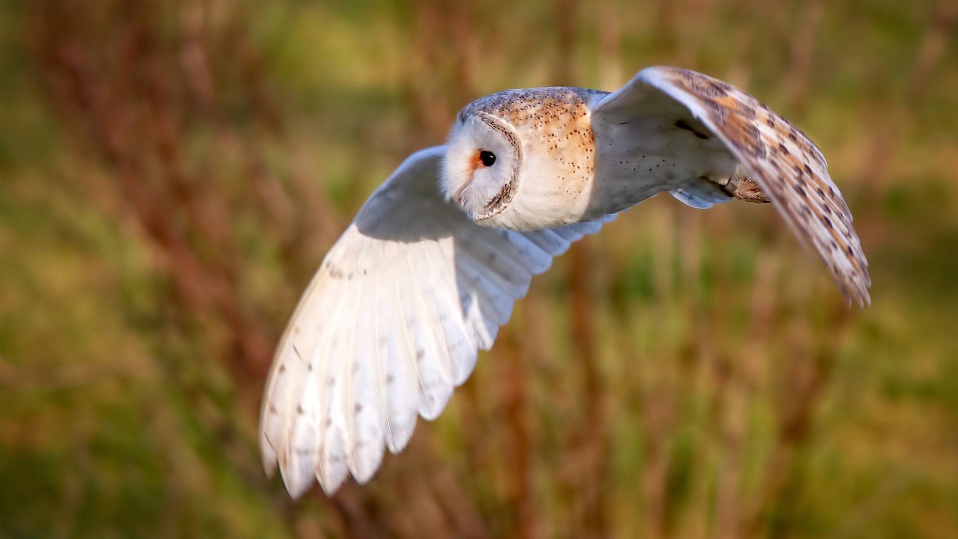 leyu乐鱼官网登录入口-史上最年轻“冠军射手”，天赋成就未来，最年轻的射箭冠军