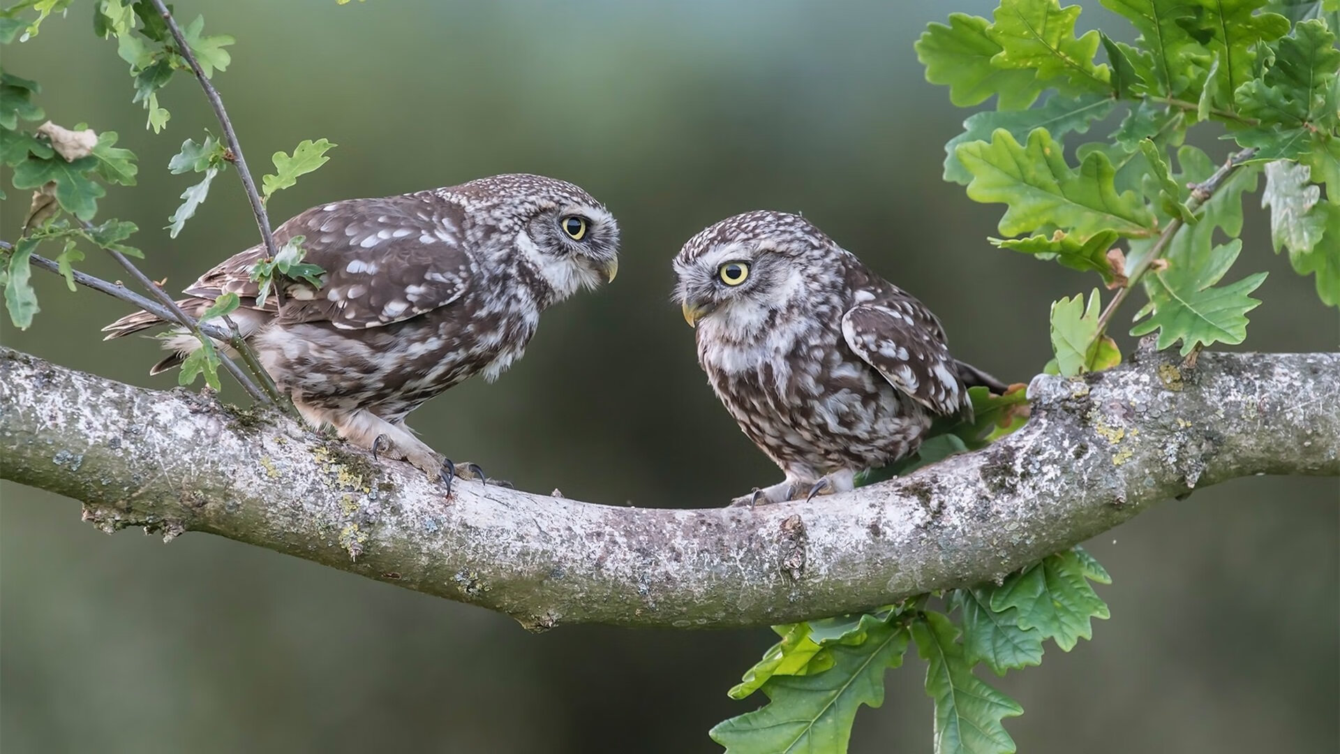 史上最年轻“冠军得主”首次亮相欧冠,最年轻的欧冠冠军球员