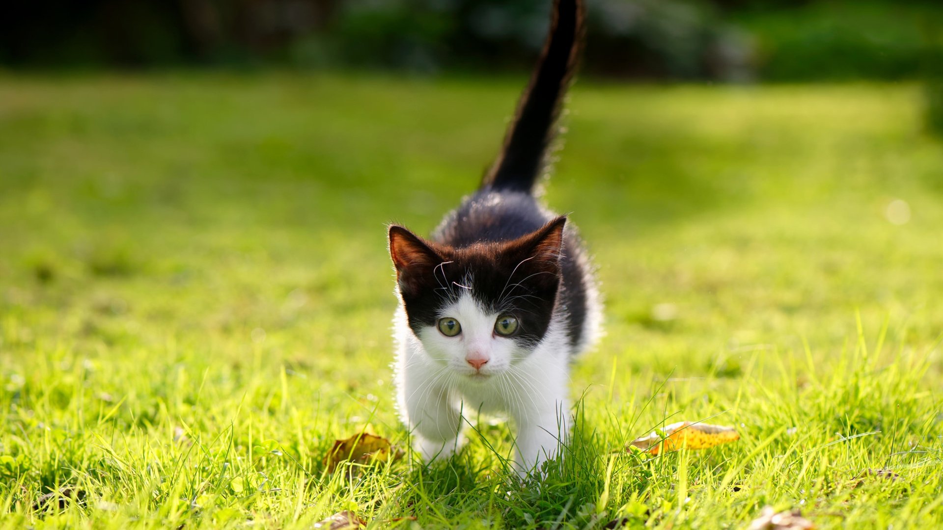 乐鱼体育登录-哥伦比亚队前进迅猛，备受看好，哥伦比亚队强吗