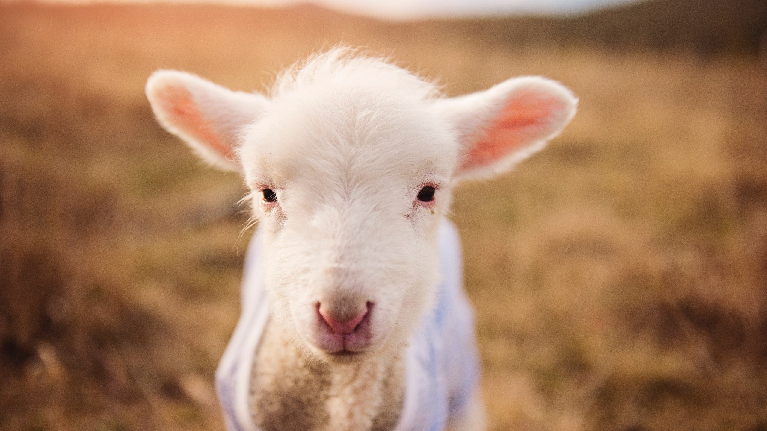 墨西哥队备战夏季联赛,测试阵容深度,墨西哥联赛水平