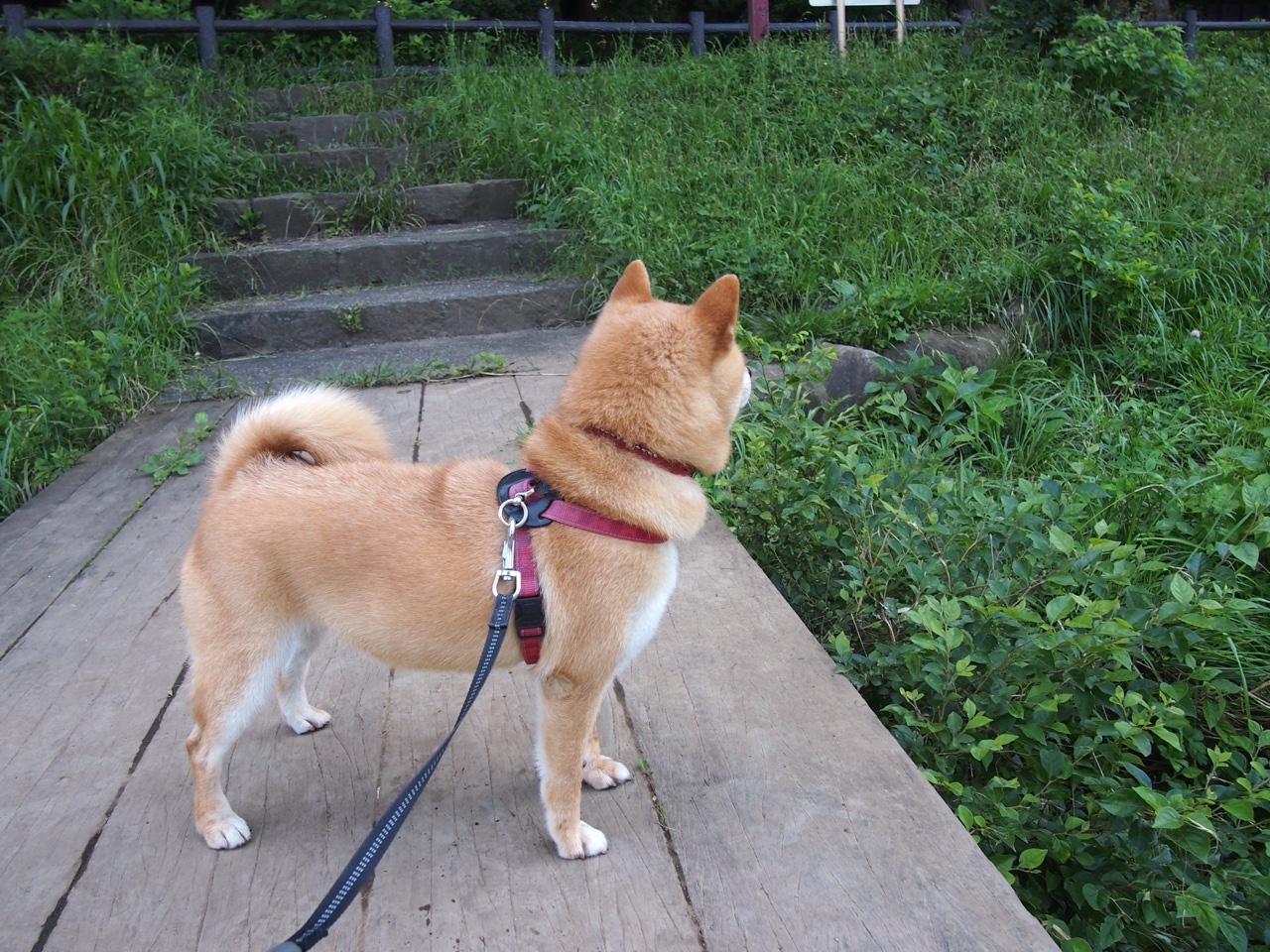 尤尼克斯常规赛紧随其后，季后赛势头强劲，尤尼克斯大赛服最新