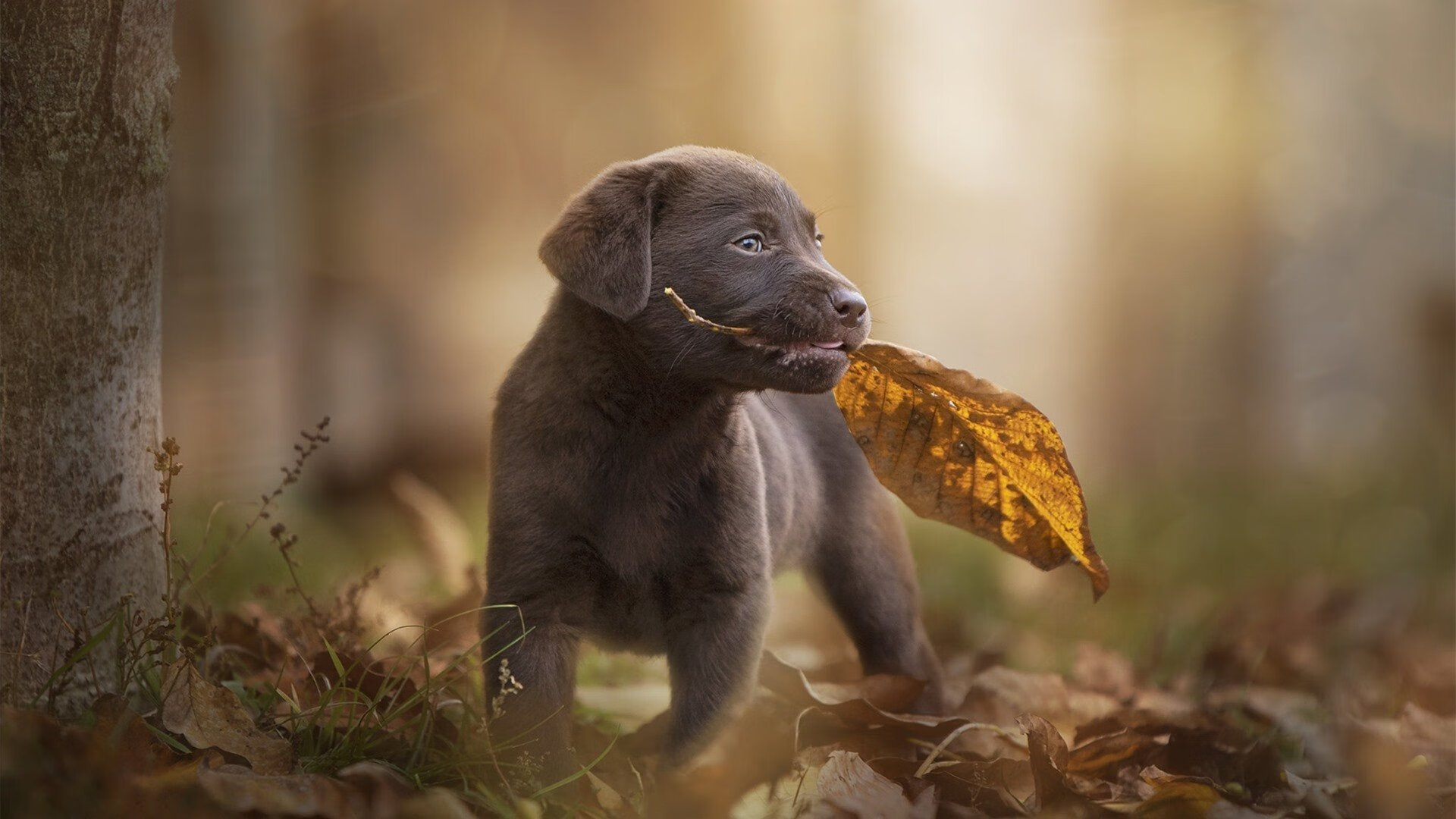 布鲁诺·卡博克洛在NBA夏季联赛中展现比赛智慧,布鲁诺-卡波科洛