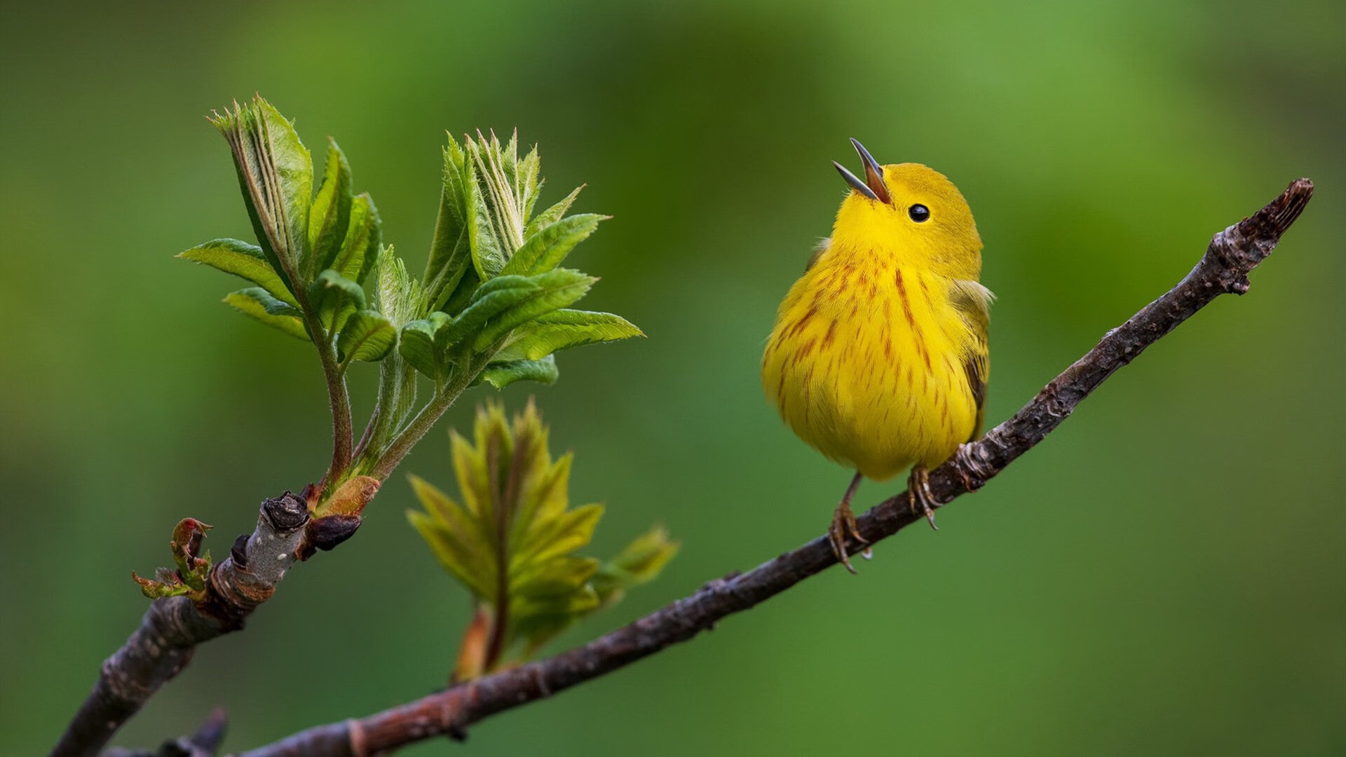 布鲁诺·卡博克洛在NBA夏季联赛中展现适应能力,布洛克vs卡里