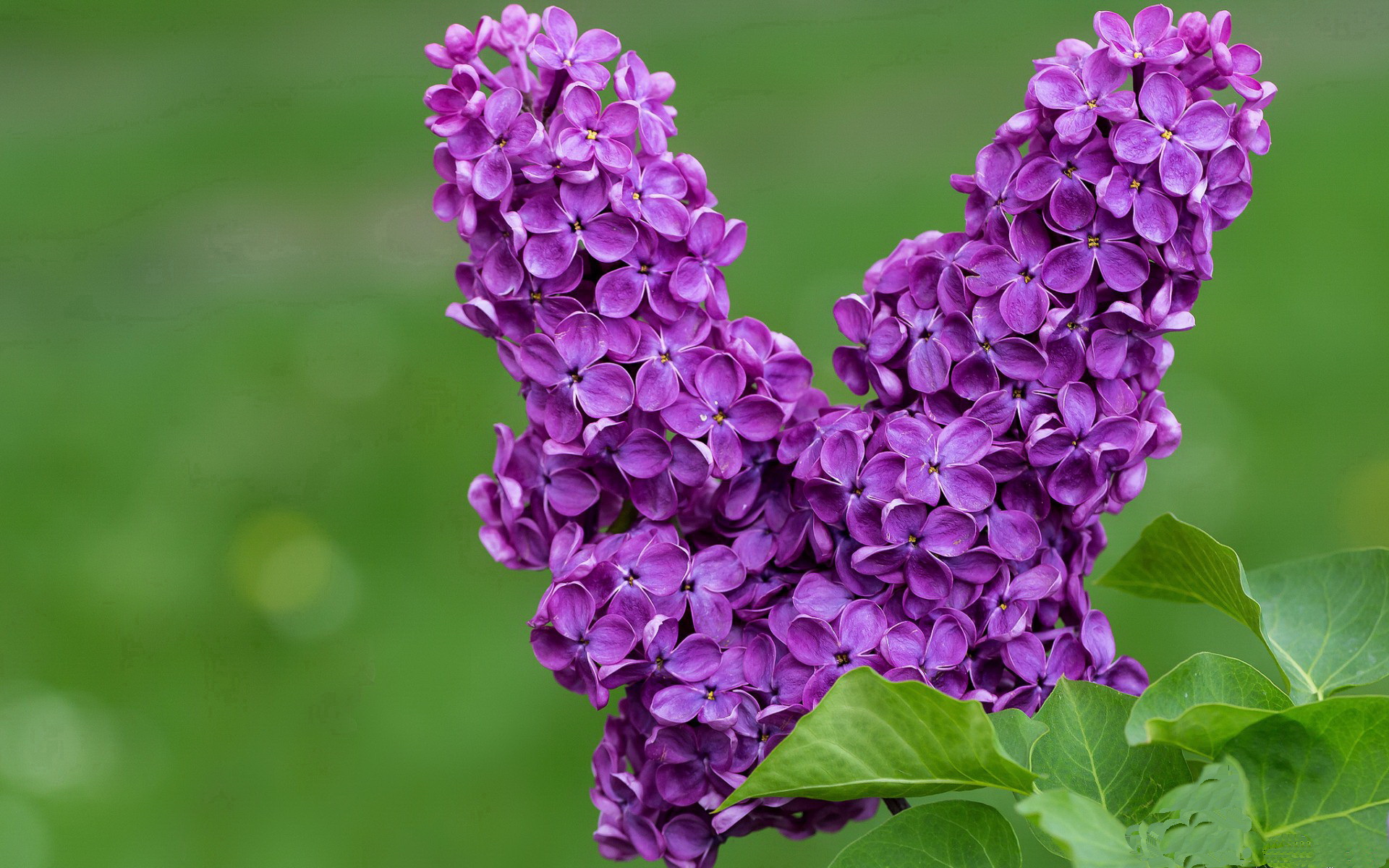 布鲁诺·卡博克洛在NBA夏季联赛中展现防守强度,布鲁诺卡波科洛集锦
