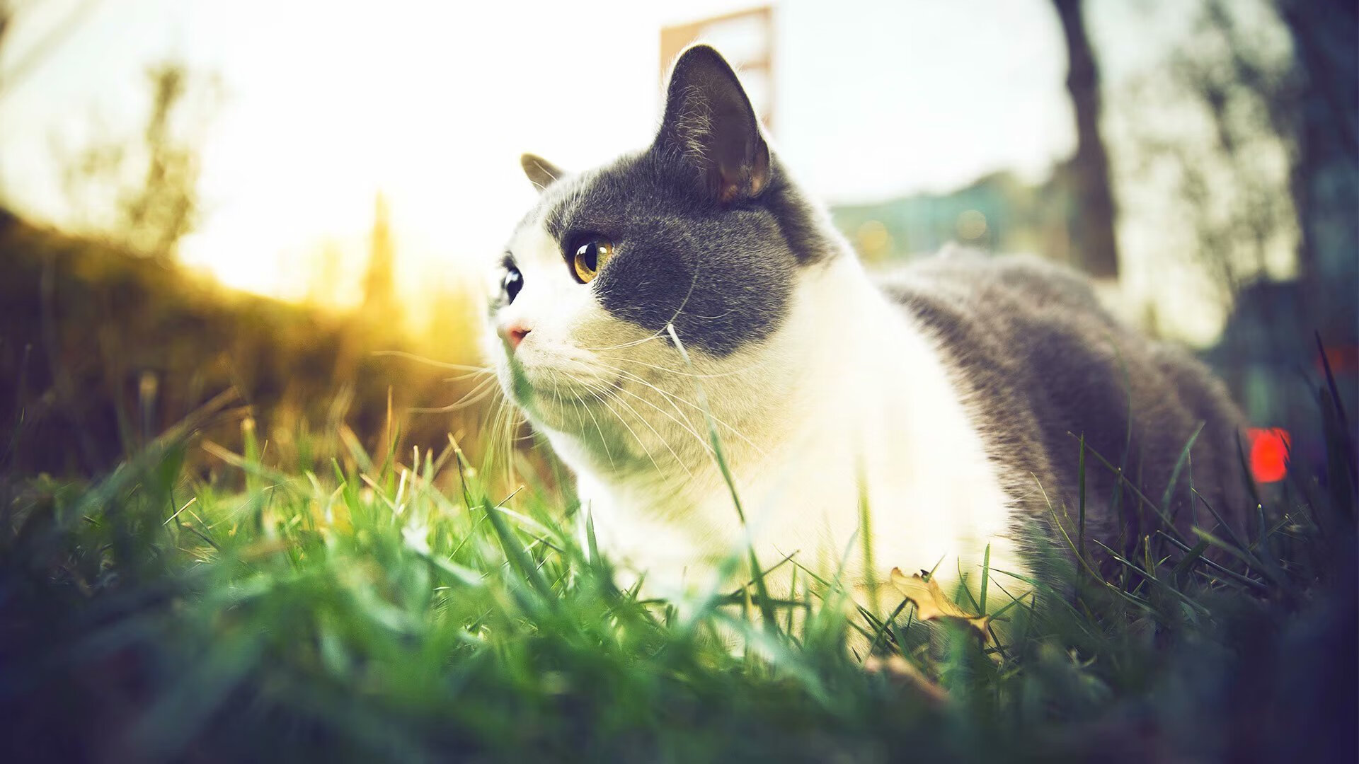 乐鱼vip-皇家社会能否继续从青训系统汲取活力，皇家社会强吗