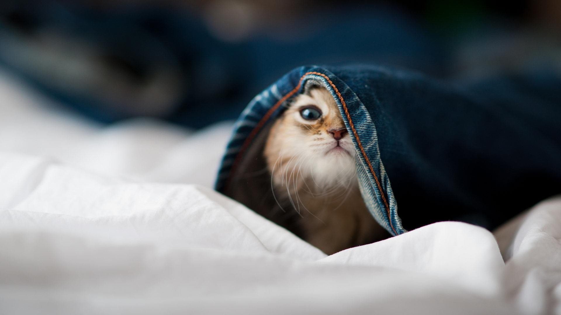 荷兰成功击败瑞士，晋级欧国联附加赛，荷兰国家队对标