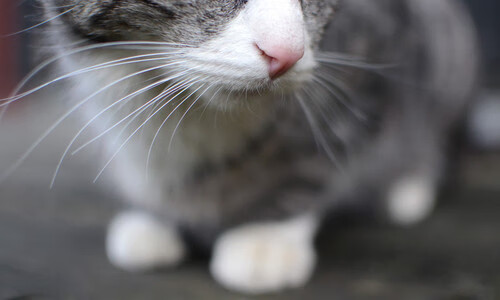 足坛巨星风采出尽，锋线火力全开令对手无可奈何，足坛最强锋线