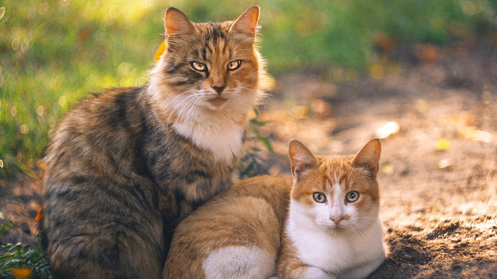 足球专业媒体是否发挥了应有舆论监督角色,足球权威媒体有哪些