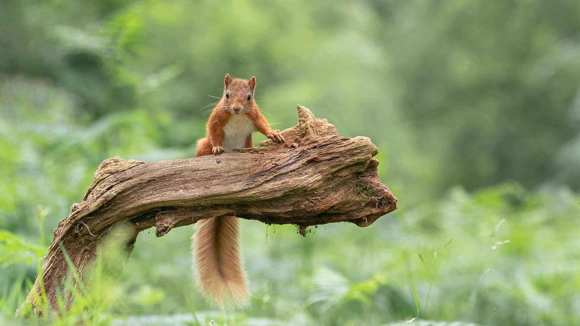 中国三人篮球新秀逐渐崭露头角 未来可期，中国三人篮球有谁