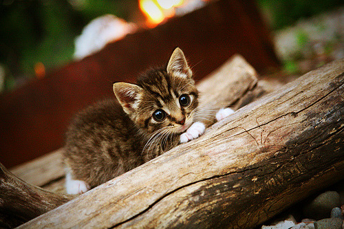 埃及赛制的潜力：如何从赛事中发现新兴人才，埃及乙组比赛