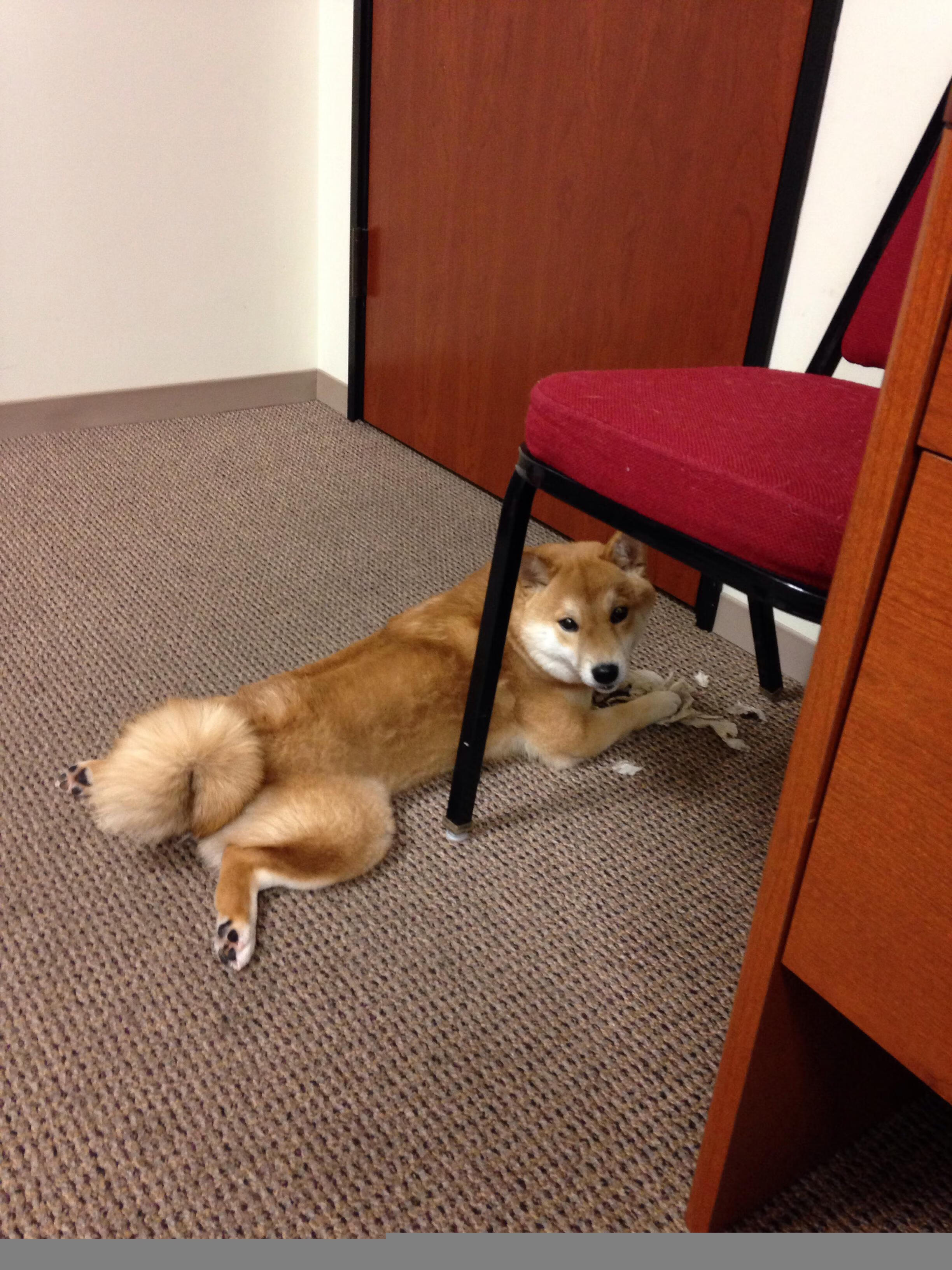 辽宁飞豹外线投射火力全开展现统治力,辽宁飞豹吧 百度贴吧