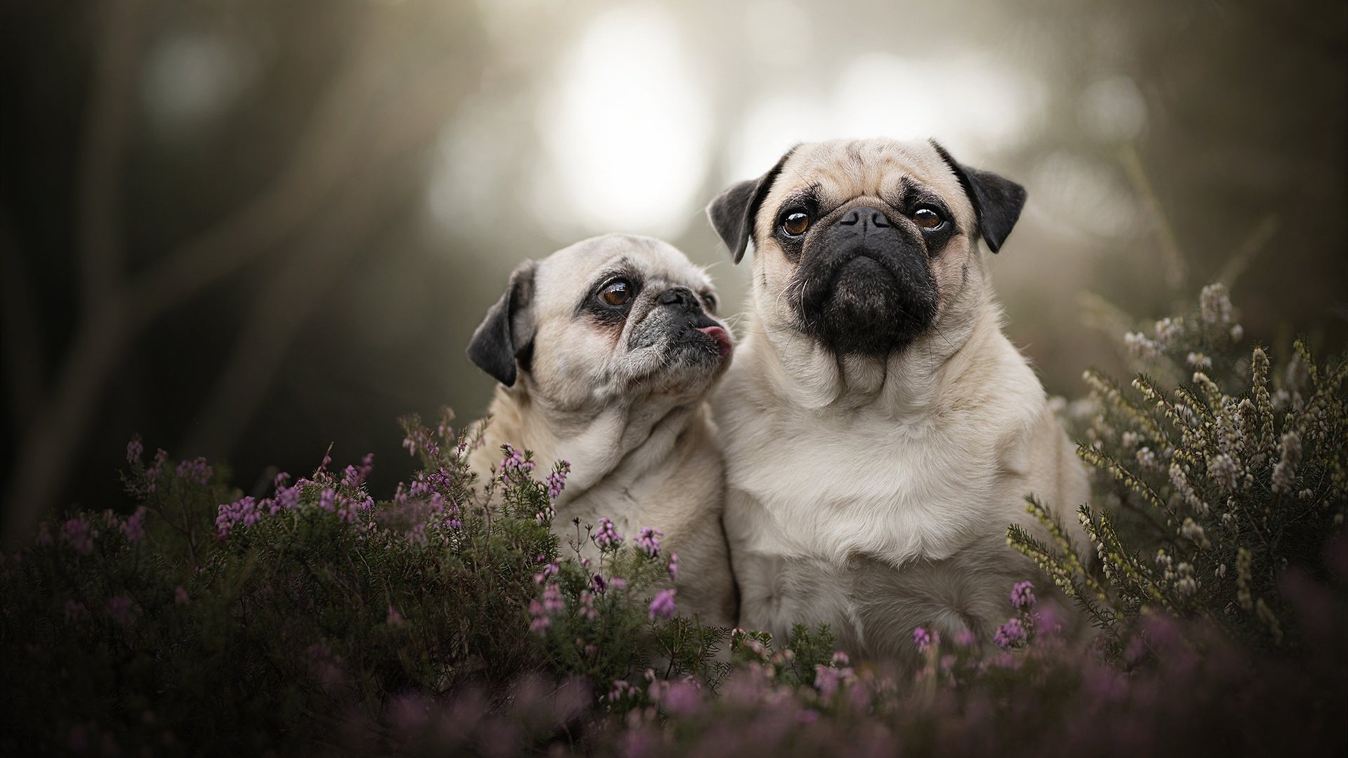 德甲百变策略：变化多端，精彩纷呈！
